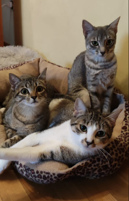 3 Gatas en Adopción